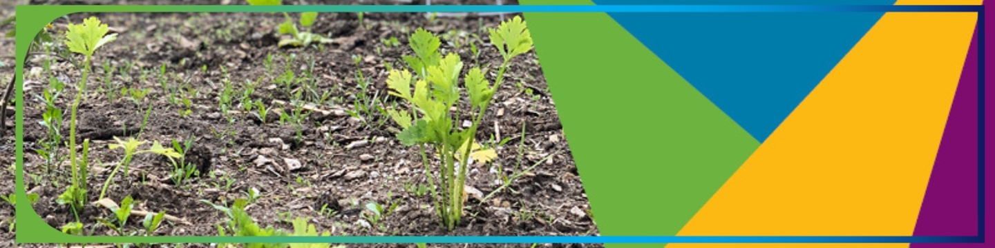 Community garden and colour block graphic with green, blue, yellow and purple 