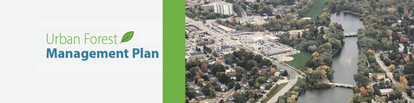 In the foreground a drawn image of a green sprouting tree planted in a an arrow shape is swooping upward indicating growth. In the background a cityscape in blue.