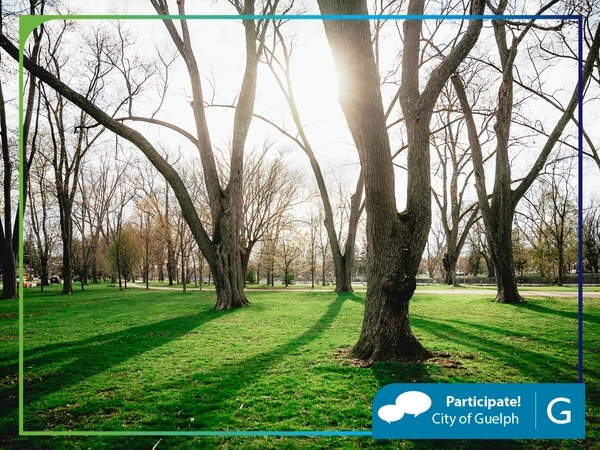 Sunlight streaming through tall, leafless trees in a park, casting long shadows on vibrant green grass.